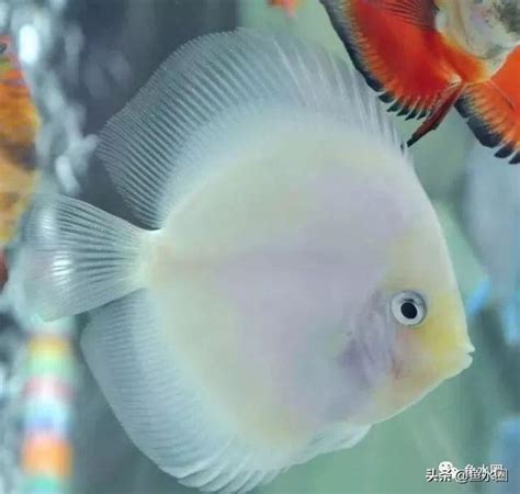 魚躍七彩神仙魚|魚躍七彩水族